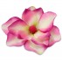 Magnolie