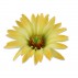 Rudbeckie - sytá žlutá