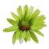 Rudbeckie - limetková