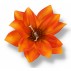 Jiřina /Dahlia/