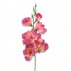 Gladiol růžovo-vínový