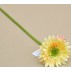 Květina gerbera