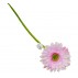 Květina gerbera