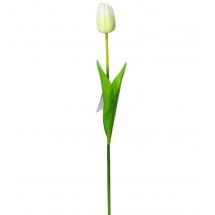 Tulipán bílý