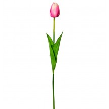 Tulipán růžový