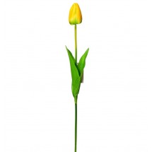 Tulipán žlutý
