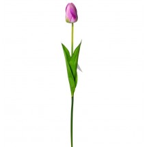 Tulipán fialkový