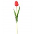 Tulipán pěnový