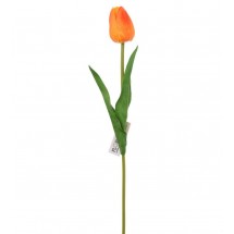 Tulipán pěnový